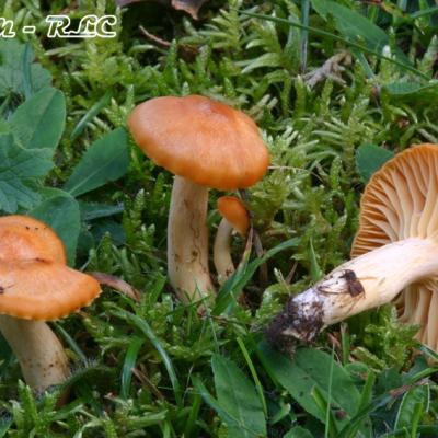 Cuphophyllus Pratensis