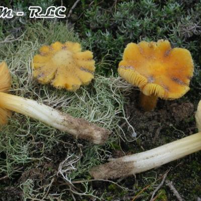 Hygrocybe Aurantiolutescens
