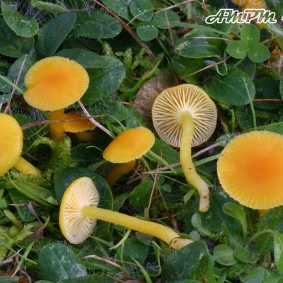 Hygrocybe Ceracea