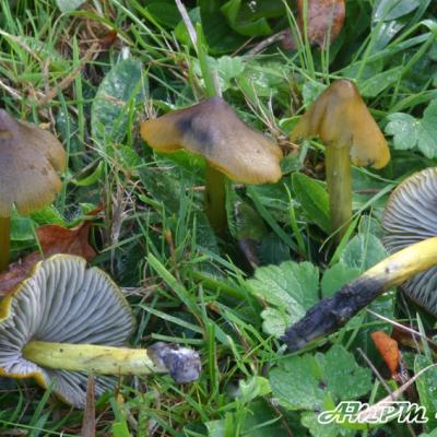 Hygrocybe Cinereifolia