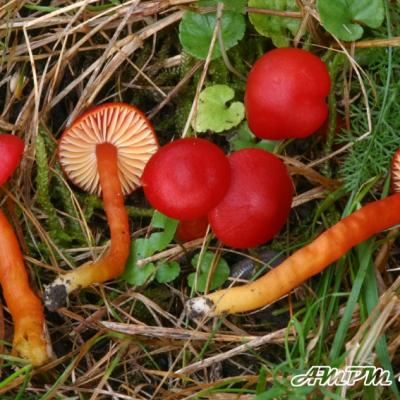 Hygrocybe Coccinea