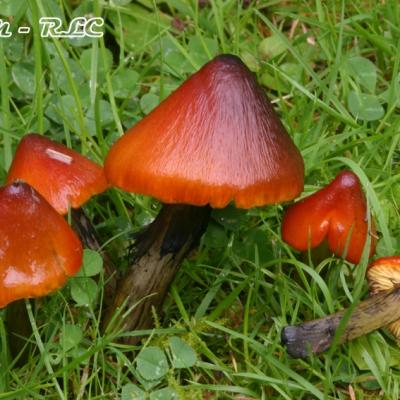 Hygrocybe Conica