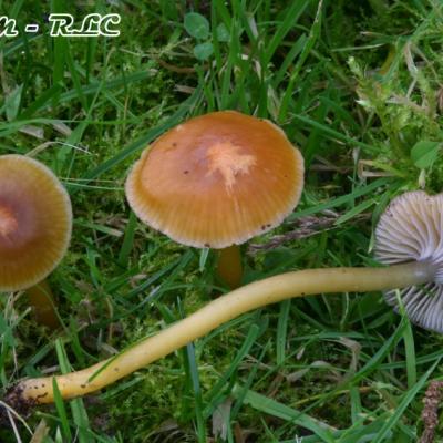 Hygrocybe Laeta