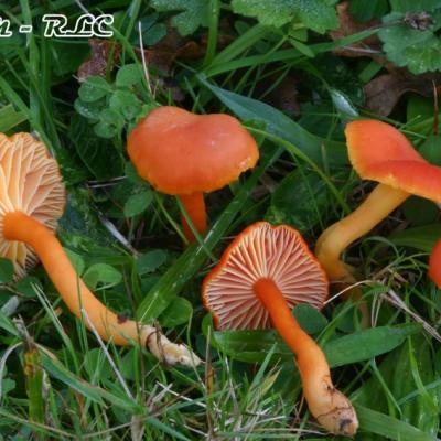 Hygrocybe Reidii