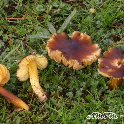 Hygrocybe Spadicea
