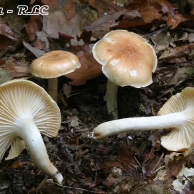 Hygrophorus Nemoreus