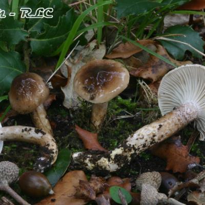 Hygrophorus Persoonii Var Fuscovinosus