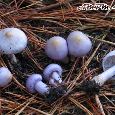 Inocybe Geophylla Var Lilacina