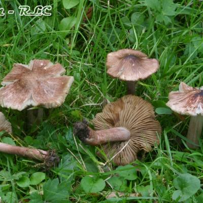 Inocybe Jurana