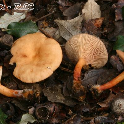 Lactarius Atlanticus