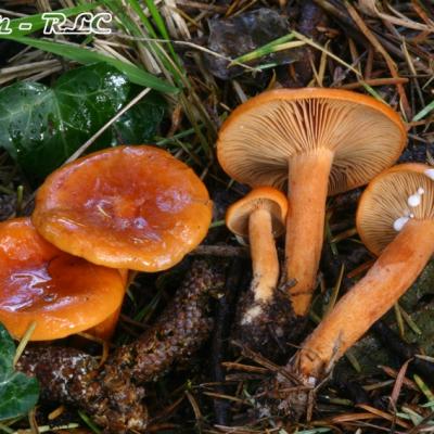 Lactarius Aurantiacus
