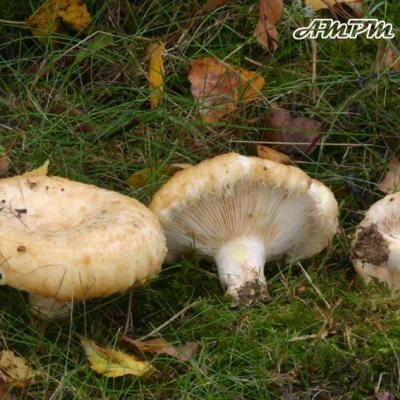 Lactarius Citriolens
