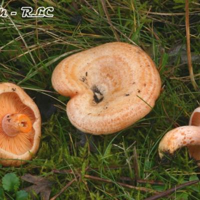 Lactarius Deliciosus