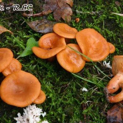 Lactarius Fulvissimus
