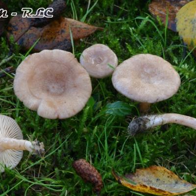 Lactarius Glyciosmus