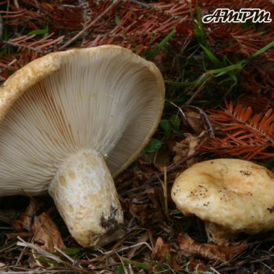 Lactarius Intermedius