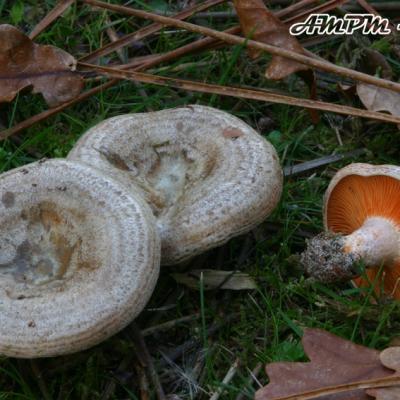 Lactarius Quieticolor