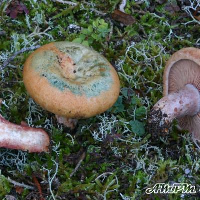 Lactarius Sanguifluus2