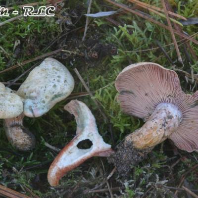 Lactarius Sanguifluus