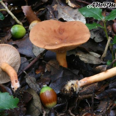 Lactarius Subdulcis