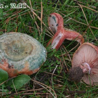 Lactarius Vinosus