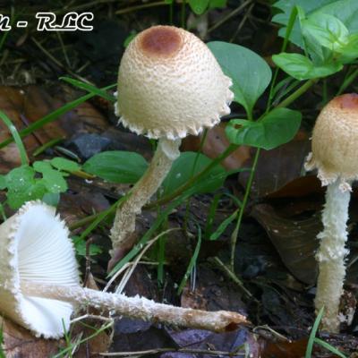 Lepiota Clypeolaria