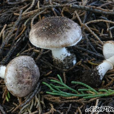 Leucoagaricus Cupresseus