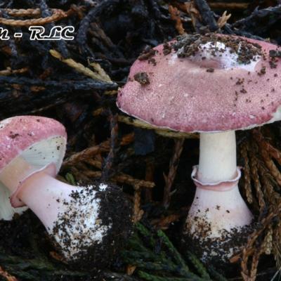 Leucoagaricus Idae Fragum