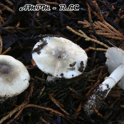 Leucoagaricus Subolivaceus