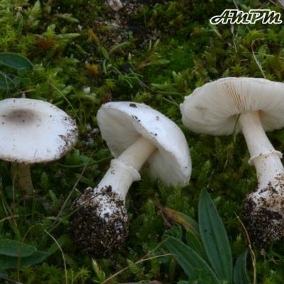Leucoagaricus Subvolvatus Var.pictus