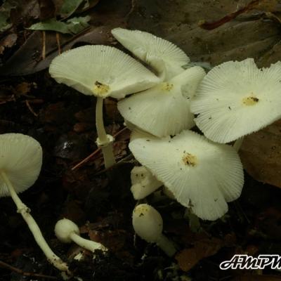 Leucocoprinus Denudatus