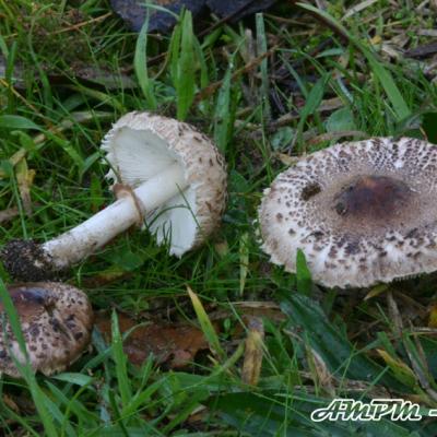 Macrolepiota Phaeodisca