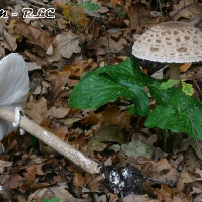 Macrolepiota Procera1