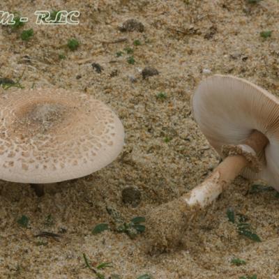 Macrolepiota Psammophila