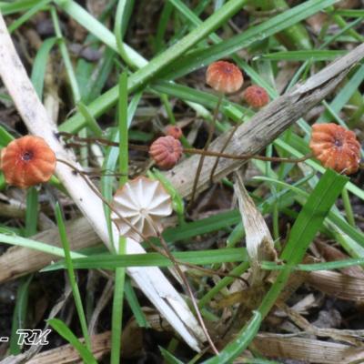 Marasmius Curreyi