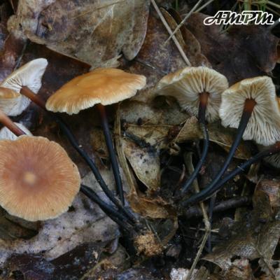 Micromphale Brassicolens