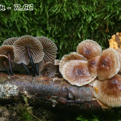 Micromphale Foetidum