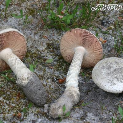 Amanita Beillei