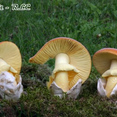 Amanita Caesarea3