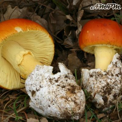 Amanita Caesarea