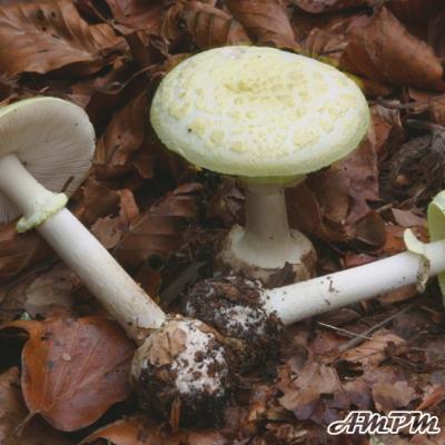 Amanita Citrina