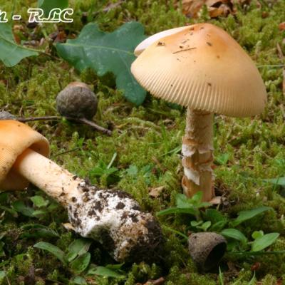 Amanita Crocea