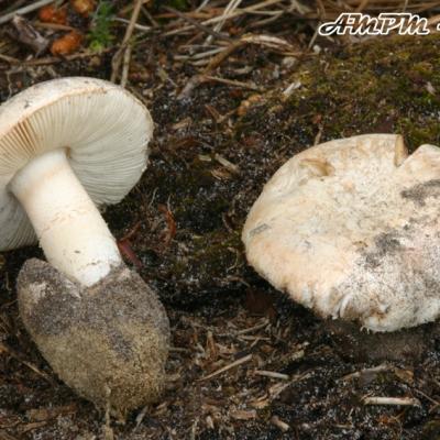 Amanita Curtipes