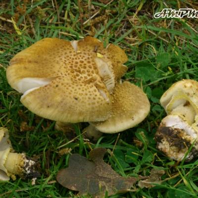 Amanita Franchetii