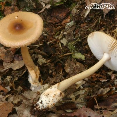 Amanita Fulva