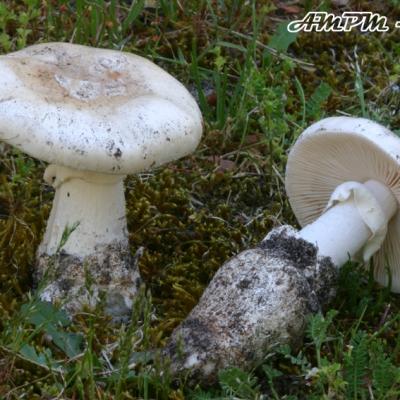 Amanita Gilbertii2