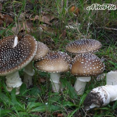 Amanita Pantherina