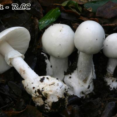Amanita Phalloides Var Alba