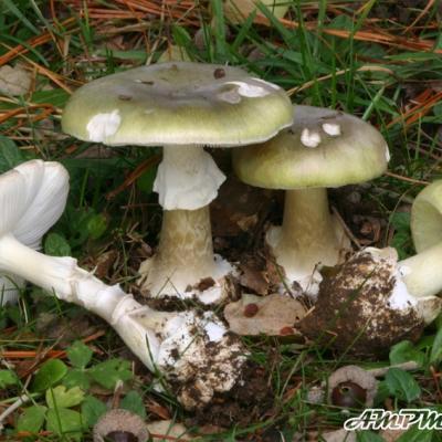Amanita Phalloides