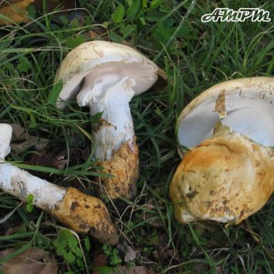 Amanita Proxima